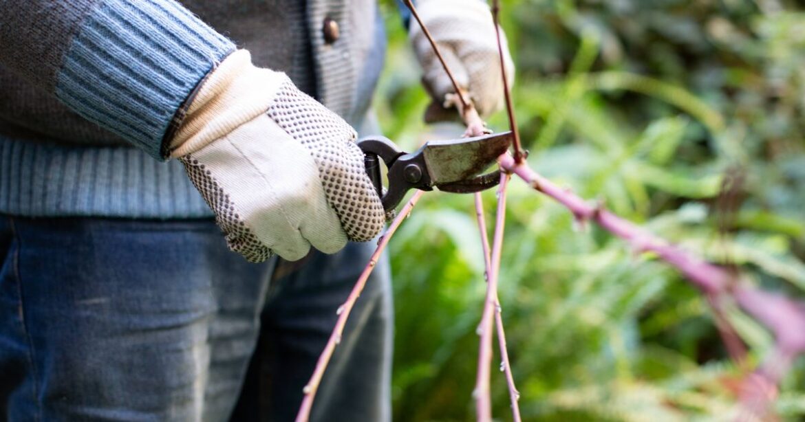 Gardeners urged to remove rust from tools with 35p hack before winter Daily Mirror