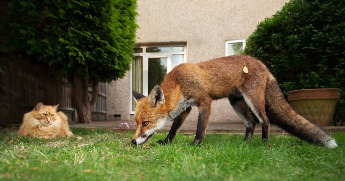5 ‘effective’ ways to prevent cats and foxes pooing in your garden — ‘Stops them returning’ Daily Mirror