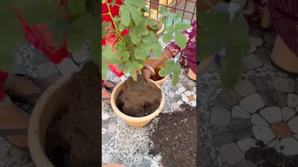 Terrace Gardening at Home 🌿 | Grow Your Own Green Paradise in Small Space #terracegardening Terrace Gardening at Home 🌿 | Grow Your Own Green Paradise in Small Space #terracegardening