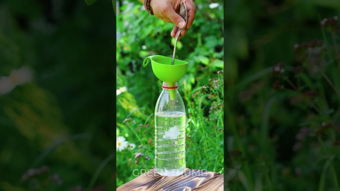 PEST Control Idea: How I Protect My Garden from Aphids 🪳