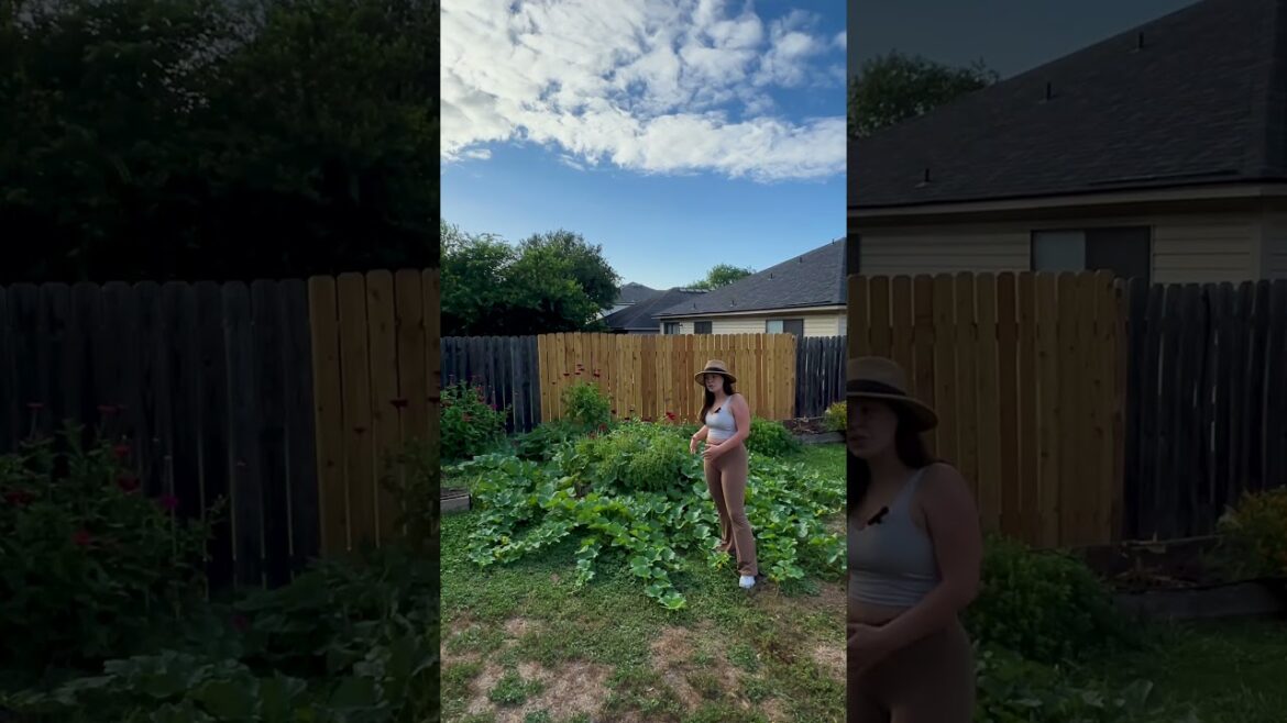 Have you ever heard of melon lawn? #gardening #gardenbed #garden #gardendesign #growyourownfood Have you ever heard of melon lawn? #gardening #gardenbed #garden #gardendesign #growyourownfood