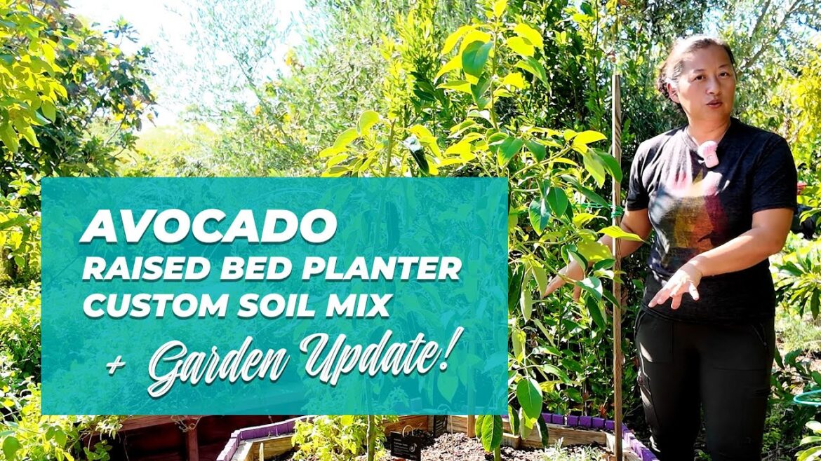 Avocado Raised Bed Planting and Garden Update - USDA Zone 9b