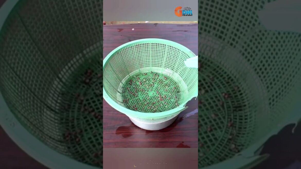 How to grow Coriander without soil | Dhaniya | Plants Farming Family #shorts #satisfying #trending How to grow Coriander without soil | Dhaniya | Plants Farming Family #shorts #satisfying #trending