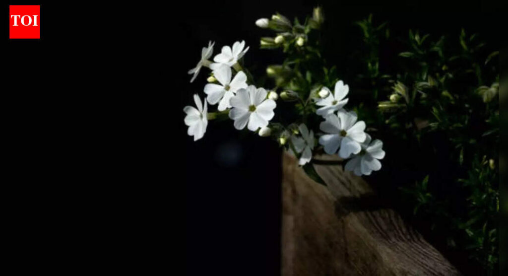 7 beautiful night-blooming flowers with invigorating fragrance