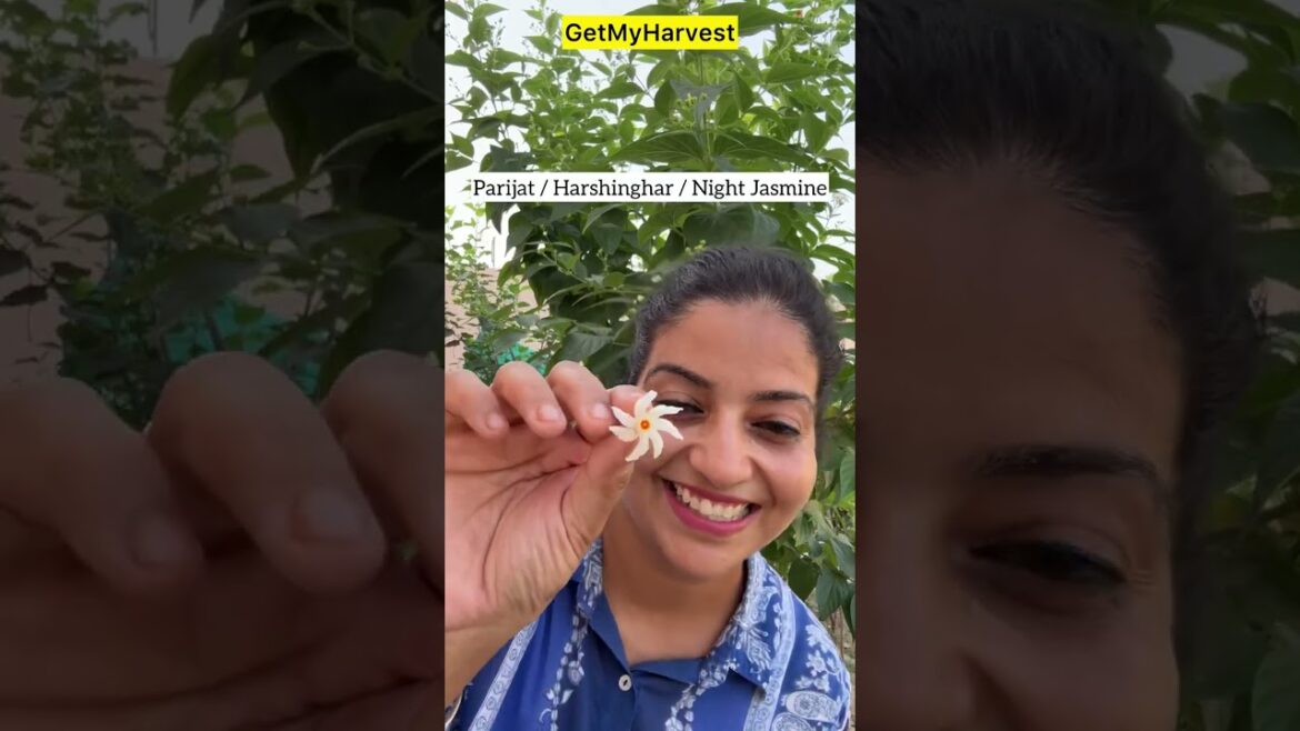 Harvesting on 1st October | Kuch milega bhi yaan nahi? Harvesting on 1st October | Kuch milega bhi yaan nahi?