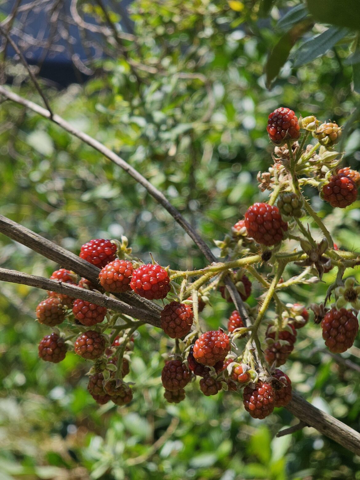 Are these blackberries?
