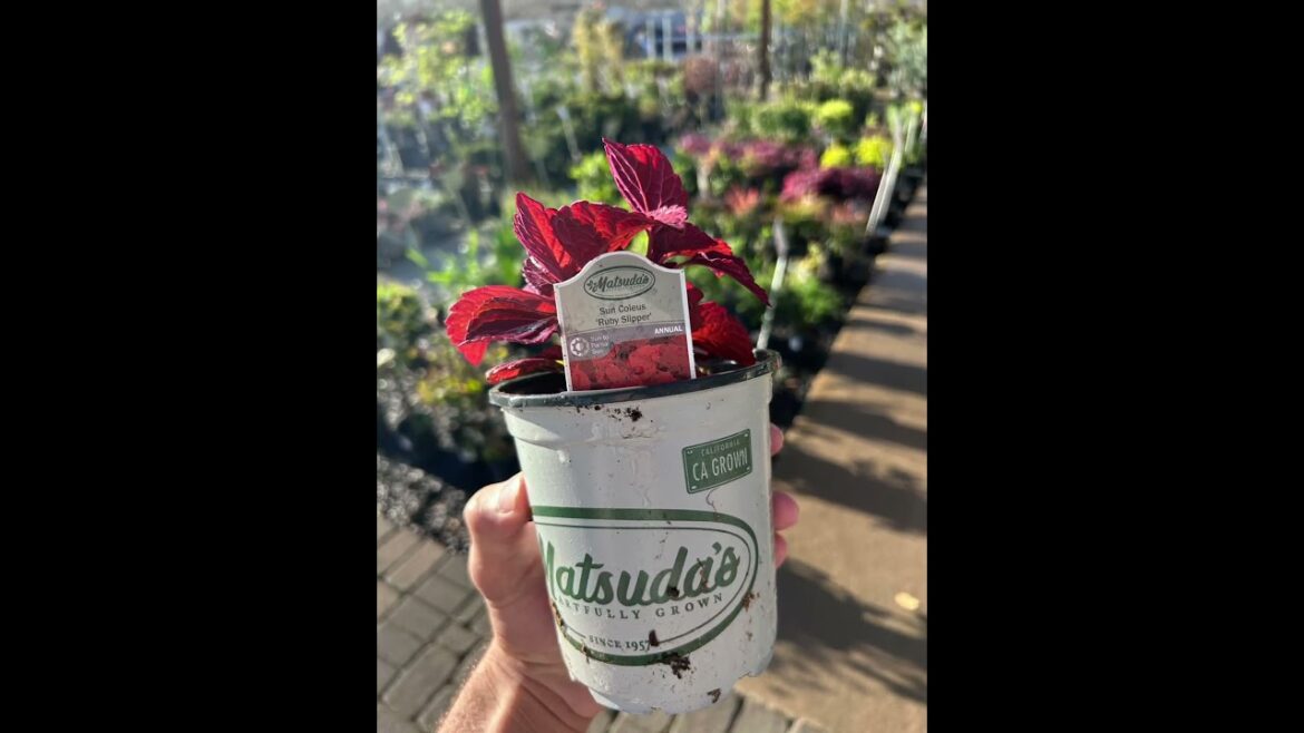 ☀️suns out blooms out💥 #buymyselfflowers #gardenplants #bts #garden #yourflowers #yourplants #plant