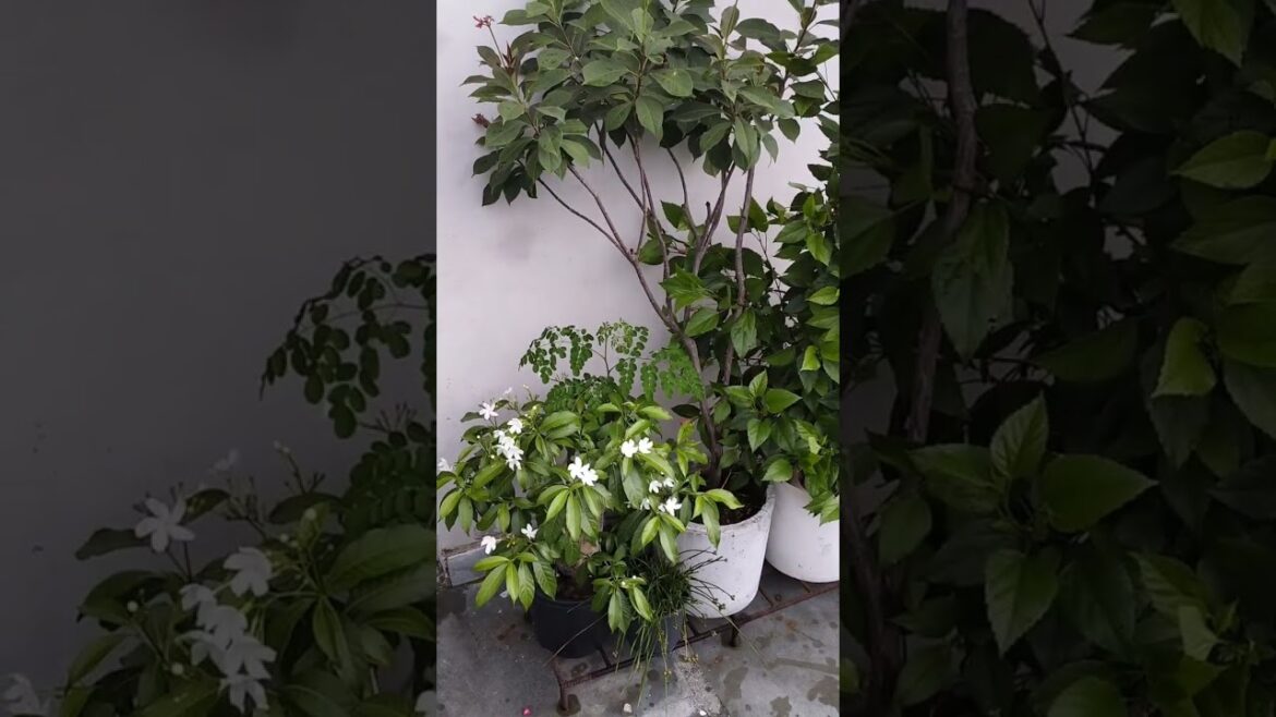 #nature #trending #gardenplants #theplantpassion #shorts #short #nature #floweringplant #shortvideo