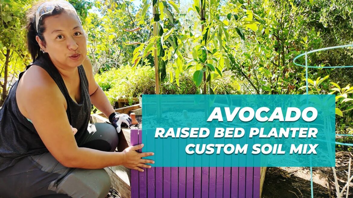 Planting Avocado Trees in a Raised Bed with Custom Soil Mix | Clay Soil Garden Solution Planting Avocado Trees in a Raised Bed with Custom Soil Mix | Clay Soil Garden Solution