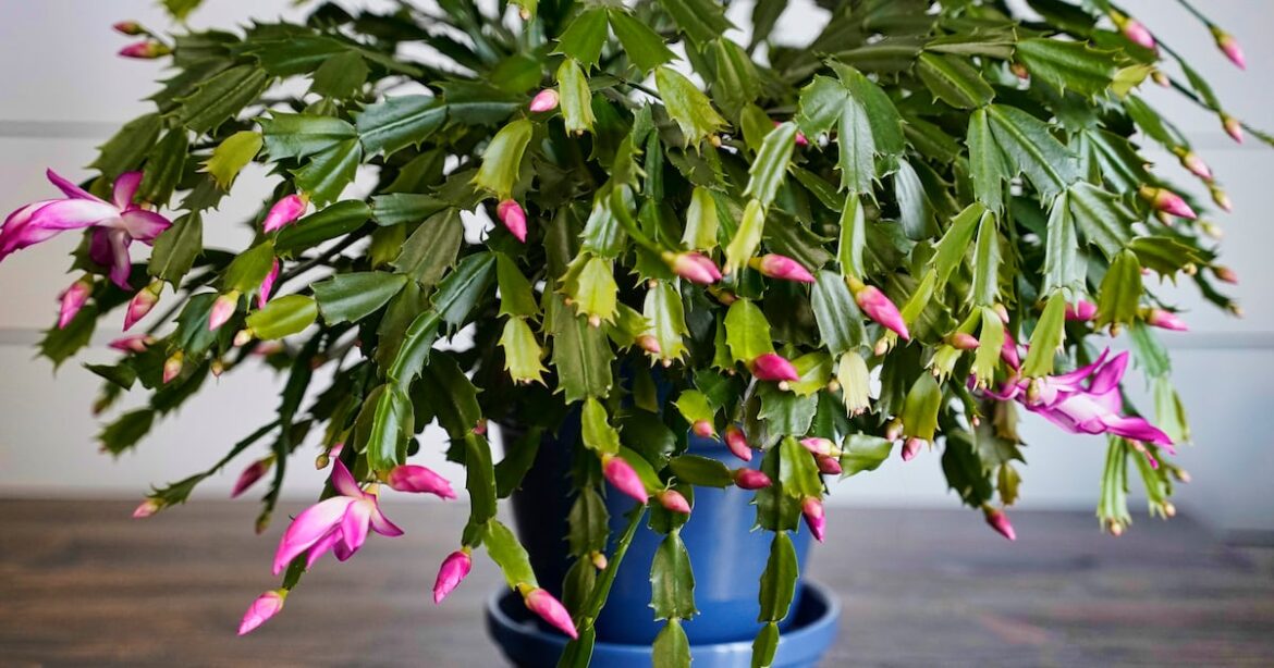 From holiday cacti to protecting plants from pests, reader questions are answered From holiday cacti to protecting plants from pests, reader questions are answered