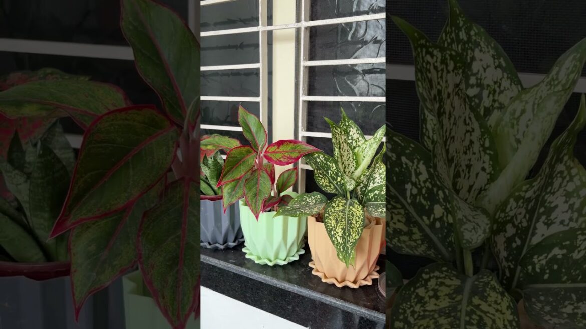 #plants #cenematic#gardening #garden