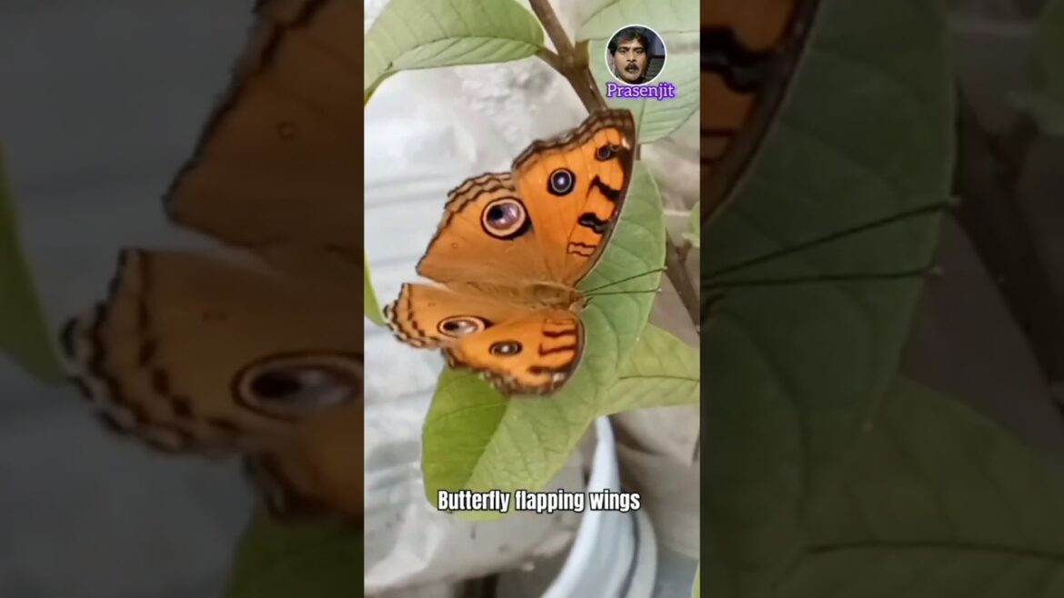 How to flappe wings butterfly । Butterfly flapping wings #shorts #viral #butterfly #howto