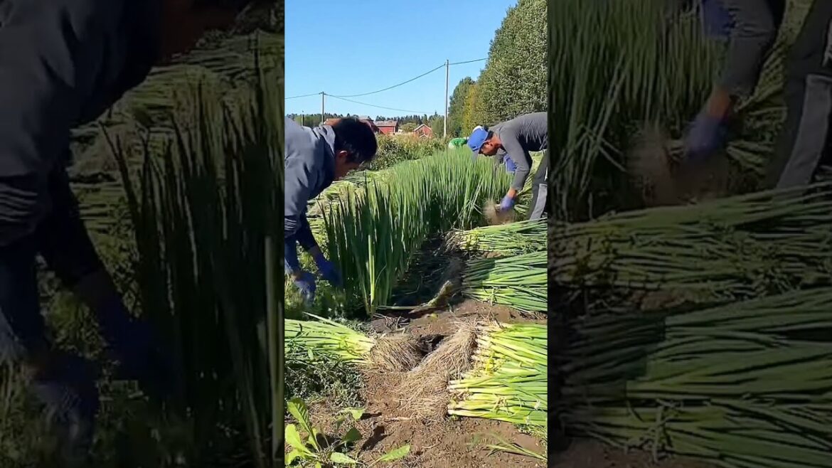 Harvesting Onion Leaf 🌱 #garden #gardening #farming #farmer #agriculture
