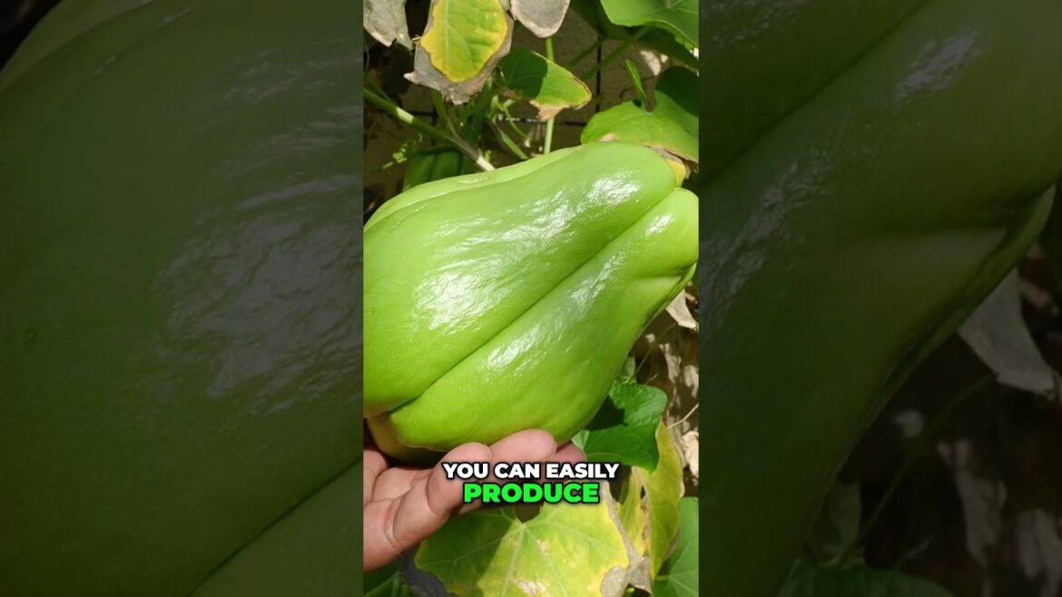 Harvesting Chayote Squash – From Vine to Delicious Meal! 🥒🌱