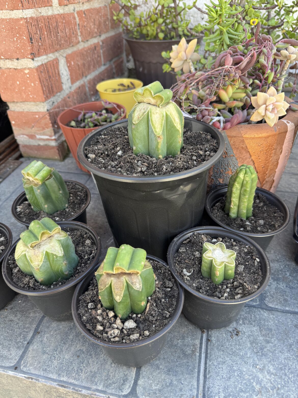 Unlimited Catus (Ogun on PC)