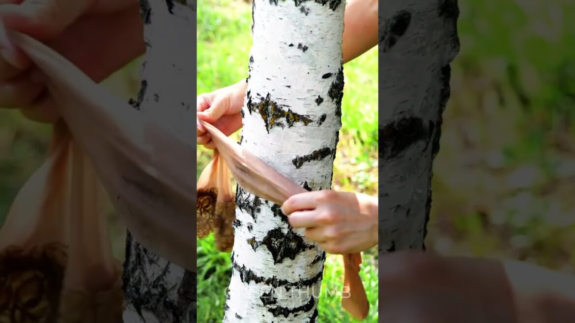 The Ultimate Guide to Eco-Friendly Pest Control 🪳