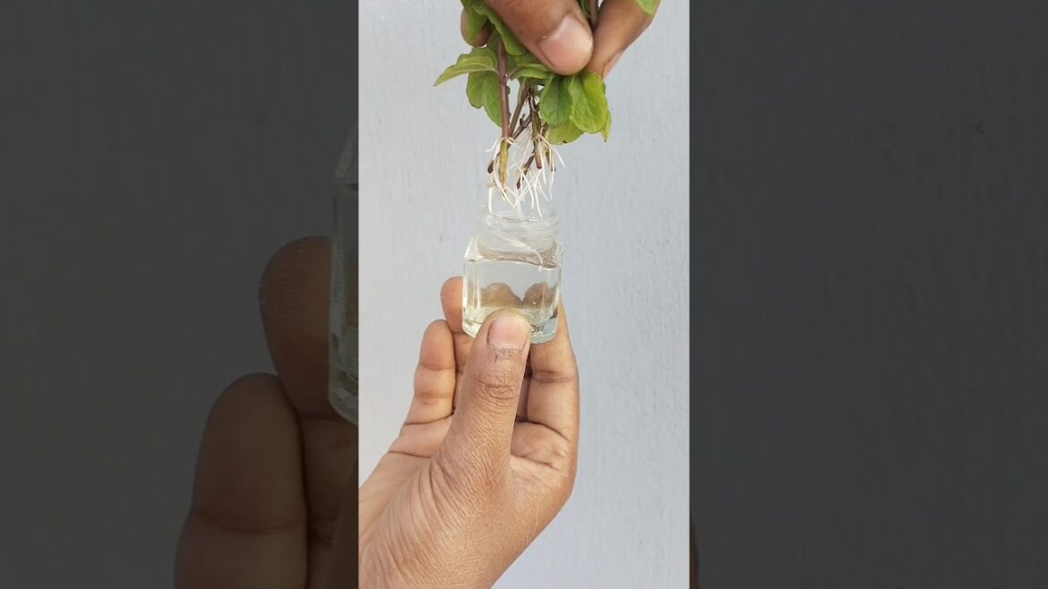 Tips to get roots in water ЁЯМ▒/ #shorts #ytshorts #gardening #garden Tips to get roots in water ЁЯМ▒/ #shorts #ytshorts #gardening #garden