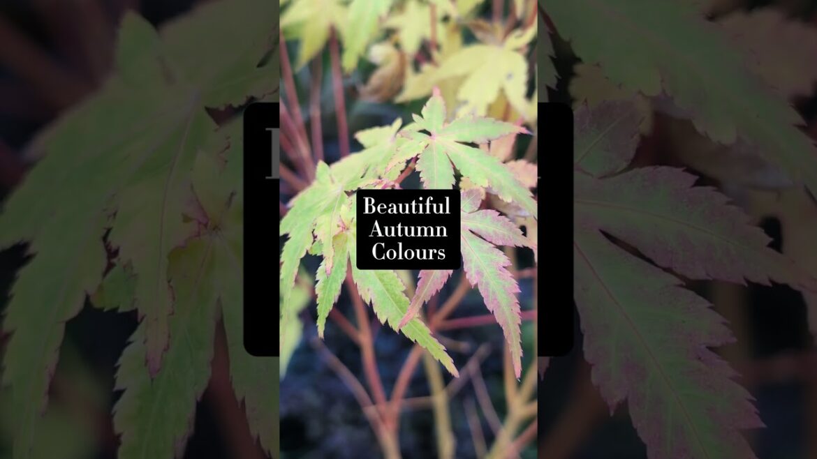 Acer 'Bi Hoo' Beautiful Japanese Maple in Autumn #gardenuk #uktropicalgarden #gardenstyle