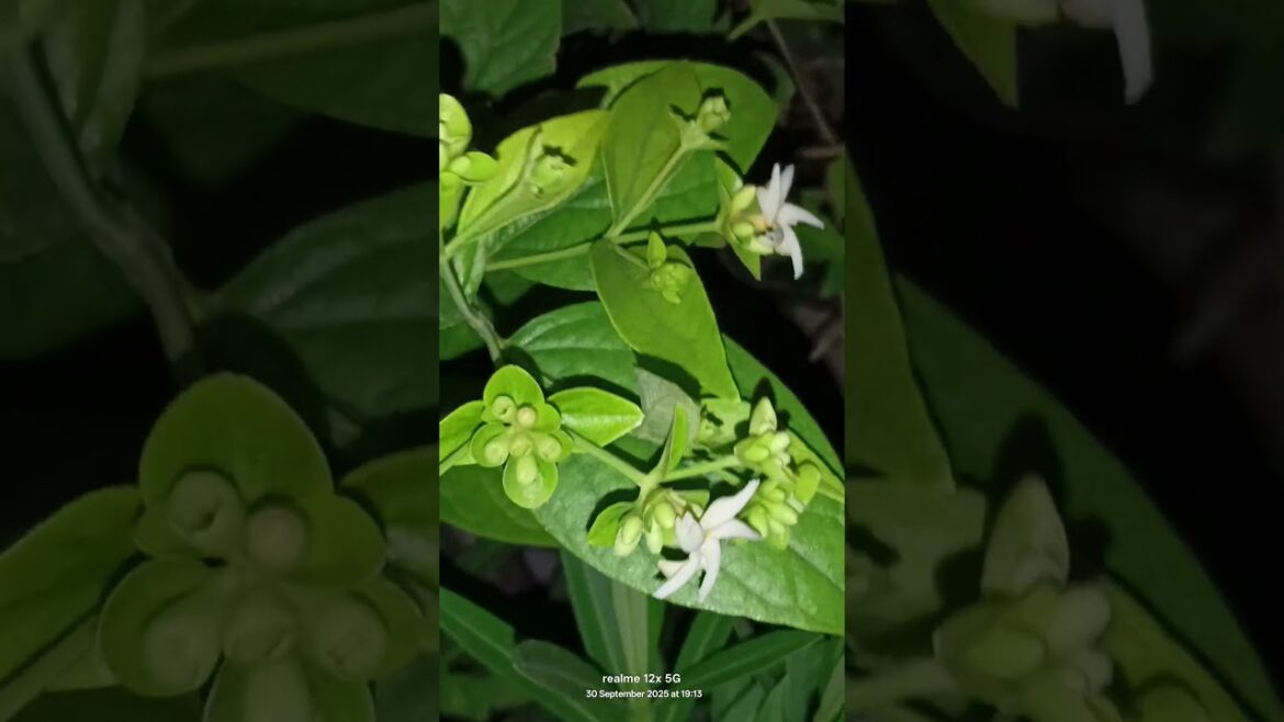 harsingar ya parijat ka plans #flowers