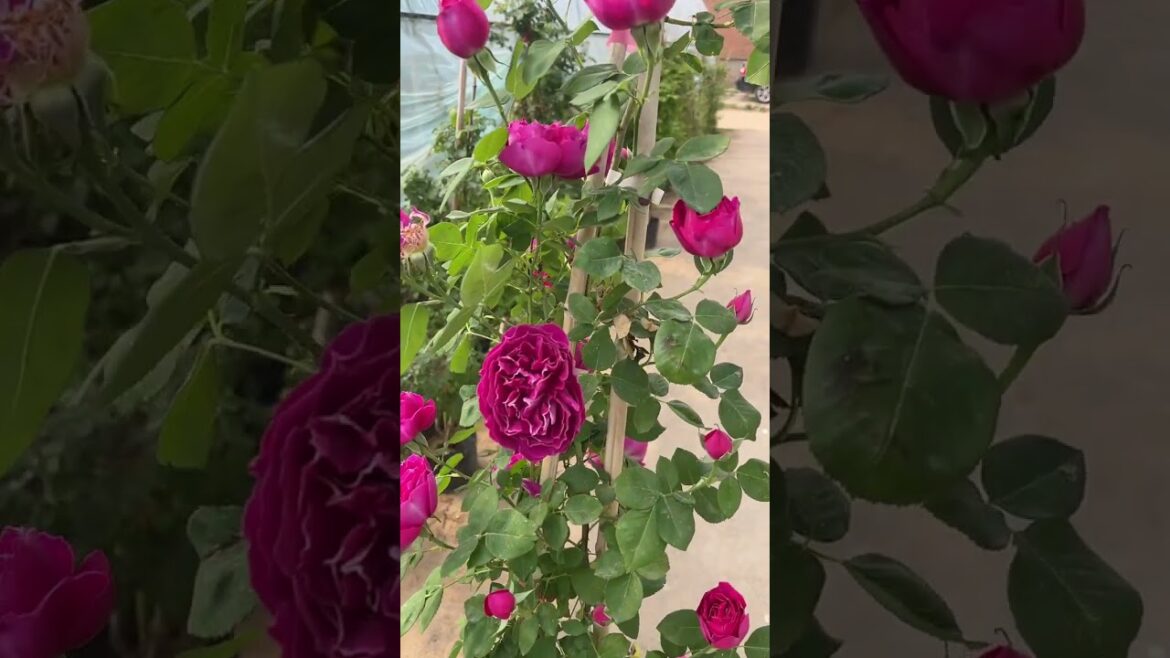 creeping rose#flowers #trending #viralvideo #garden