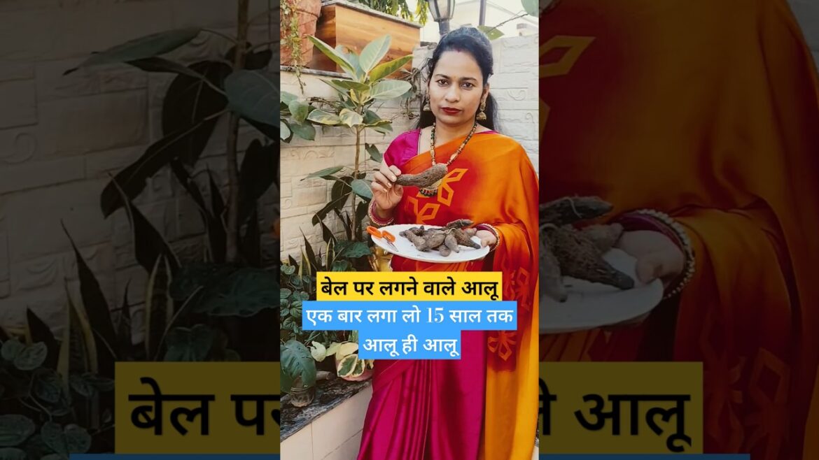 Air Potato plant information#shorts#potatoplant#alooplant#vegetables#airpotato#gardening