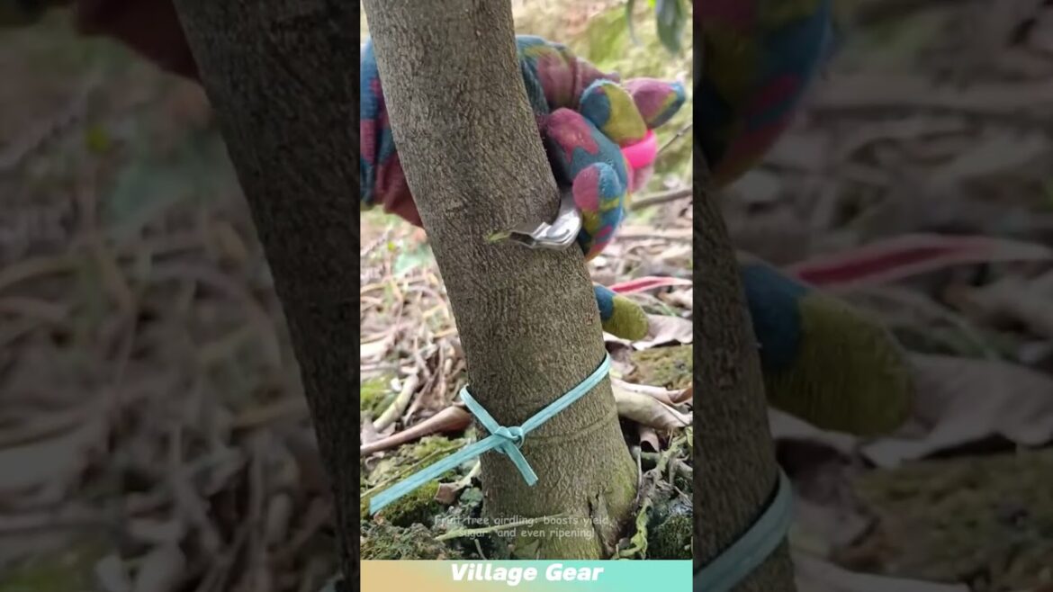 Fruit tree girdling: boosts yield, sugar, and even ripening! #tips #gardening