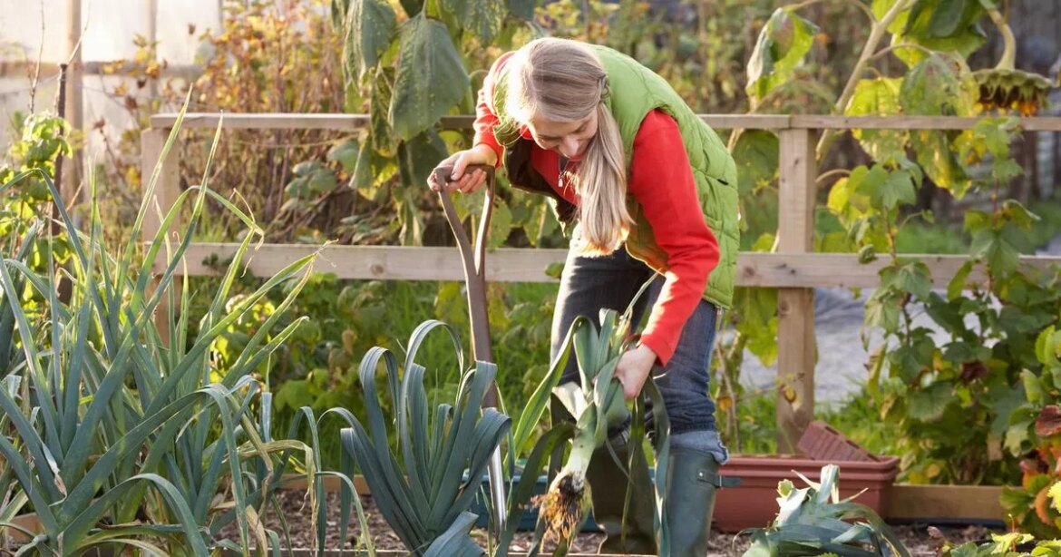 UK gardening enthusiasts on what to do with common plant over winter Daily Mirror