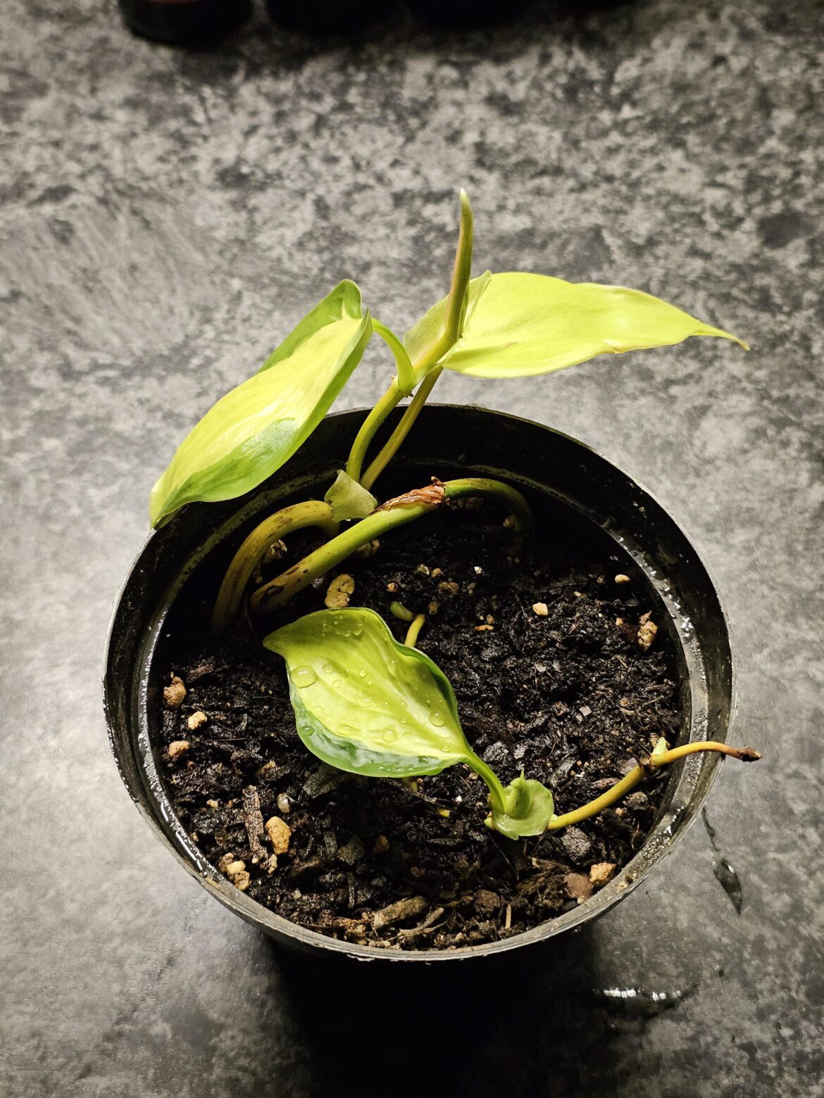 Is it proplifting if it’s the original plant brought back from the dead? 🤔 Is it proplifting if it's the original plant brought back from the dead? 🤔
