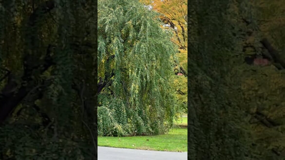 NYBG. New York, USA. Historical gallery located in New York Botanical Gardens, Bronx, New York.