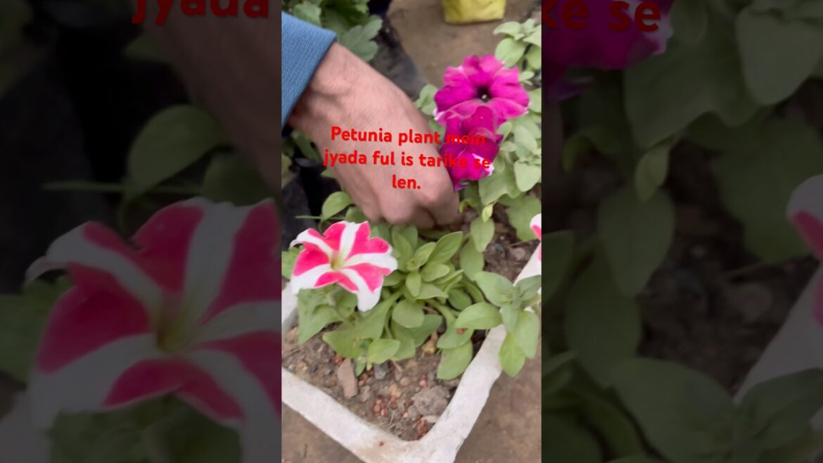 Petonia plant mein jyada Phool lene ke liye yah 1 chij dalen.#winterplants #gardningtips #plantcare Petonia plant mein jyada Phool lene ke liye yah 1 chij dalen.#winterplants #gardningtips #plantcare