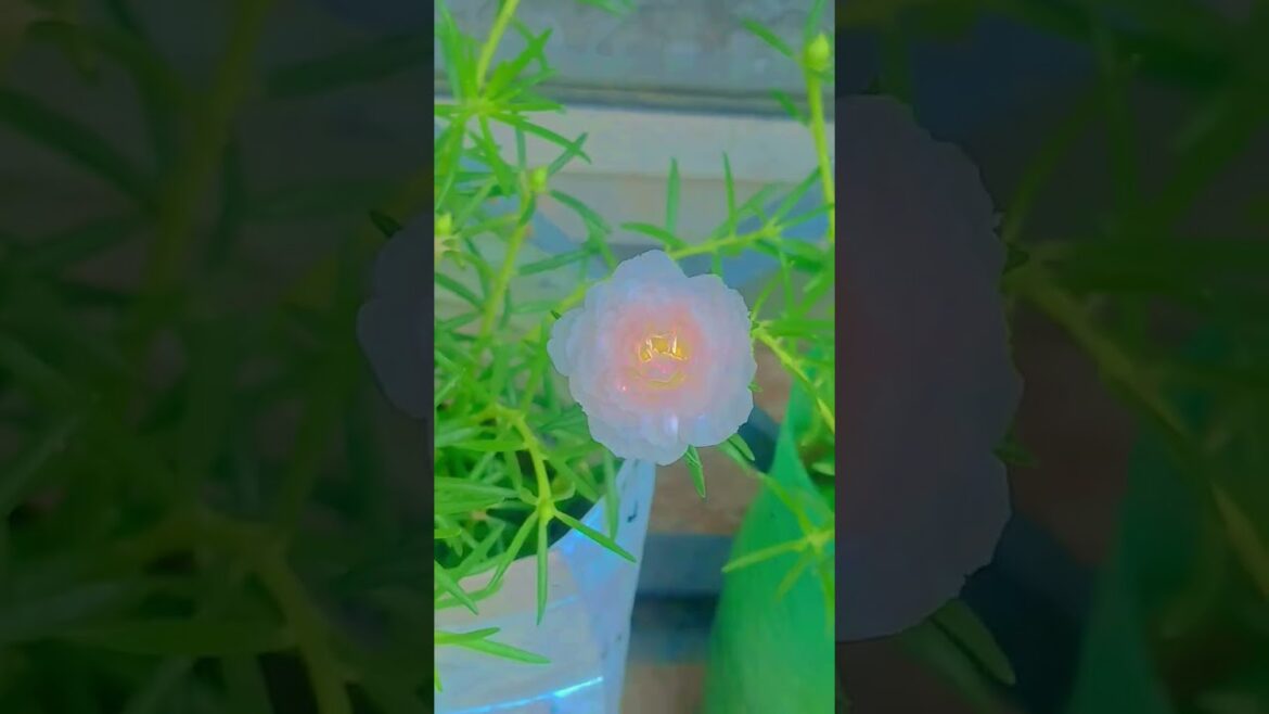 beautiful flower #song #like#subscribe#explore channel#Sahiba#beautiful##№
