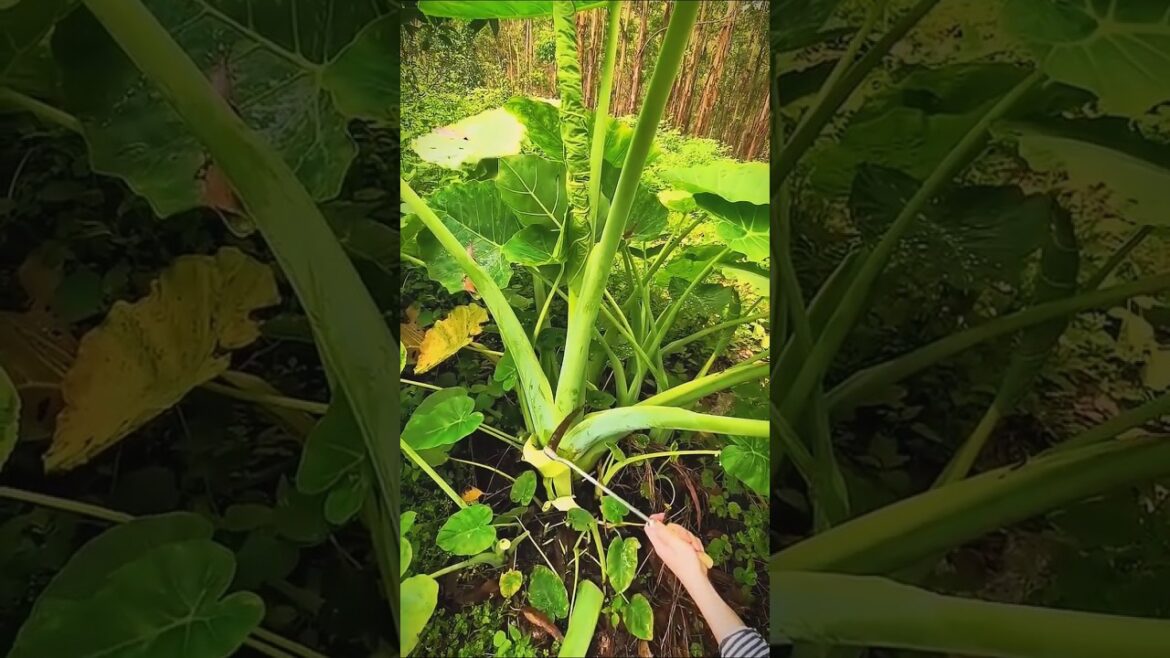 Harvest Your Taro Root NOW! 🍠🤯 Harvest Your Taro Root NOW! 🍠🤯