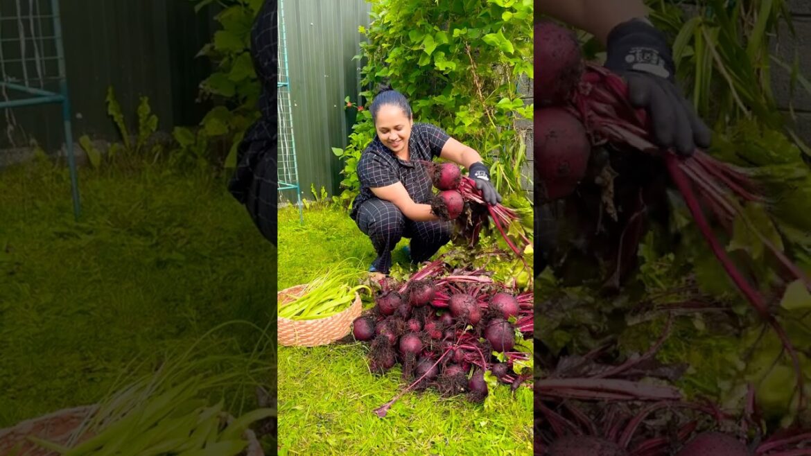 Beetroot🫜🫜🫜Harvest from my garden/Family vlog/Malayalam vlog/Vegetable gardening ideas#garden