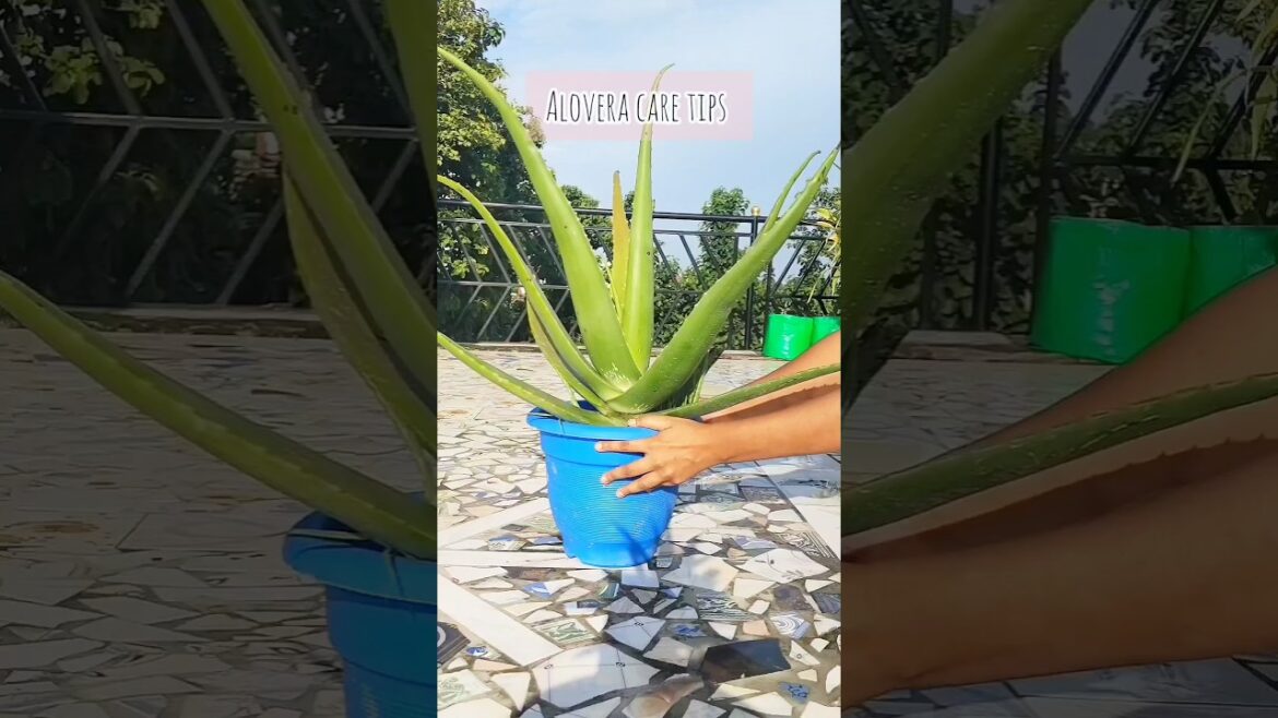 Easy tips for healthy alovera plant 🌱/ #shorts #ytshorts#alovera  #garden