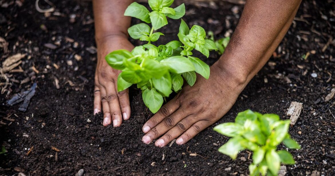 Gardeners urged to complete vital job in November to stop soil from freezing Daily Mirror