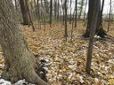 We would be wise to take a page out of nature's book when we grow trees in our own backyard, writes gardening columnist John DeGroo and leave leaves at the base of trees to provide organic matter, nutrients and mulch, like the leaves here at Camp Saredaca in Sarnia. (John DeGroot photo)