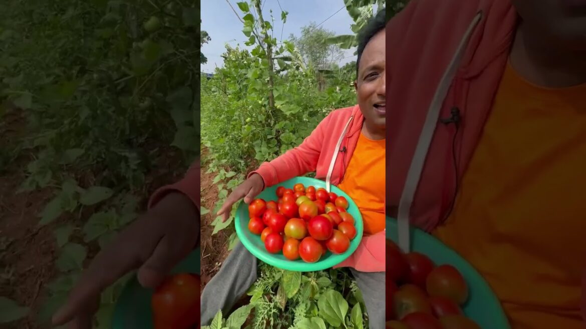 Farming stories with Vahchef ❤️ Farming stories with Vahchef ❤️