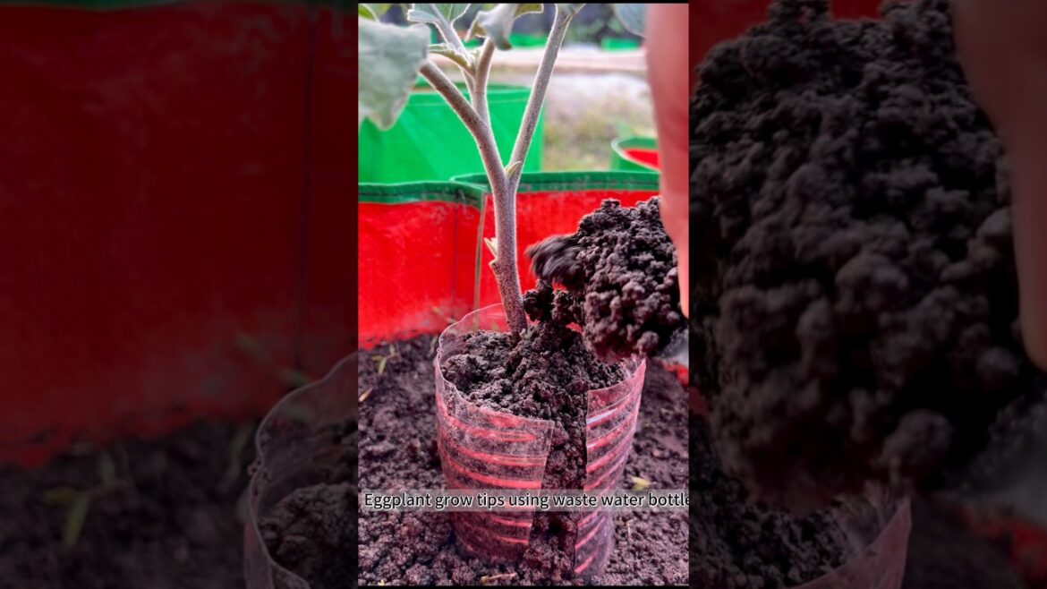 Eggplant grow tips using waste water bottle #gardening #eggplant #farming #shorts #plants