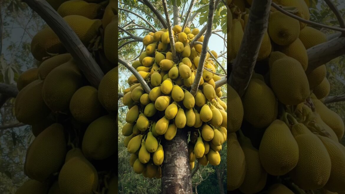Grow Jackfruit at Home With Just One Leaf! 🔥 #garden #grafting #fruit