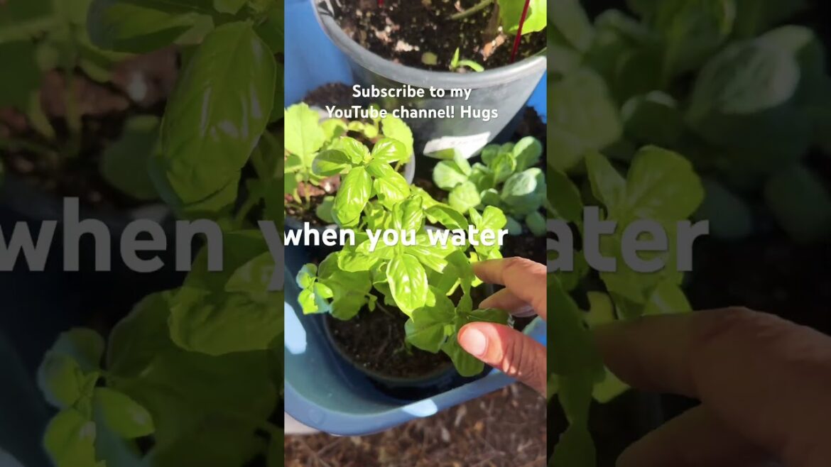 Easy Gardening #gardening #containergardening #basil