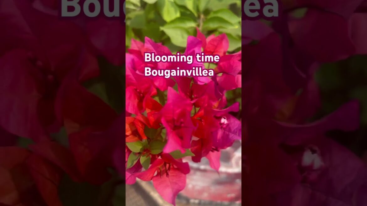 The Bougainvillea Rooftop Garden of My Dreams❤️#trendingshorts