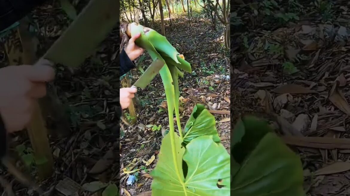 Xanthosoma (Malanga/Tannia): Grow This Tropical Root & Cook Delicious Dishes!