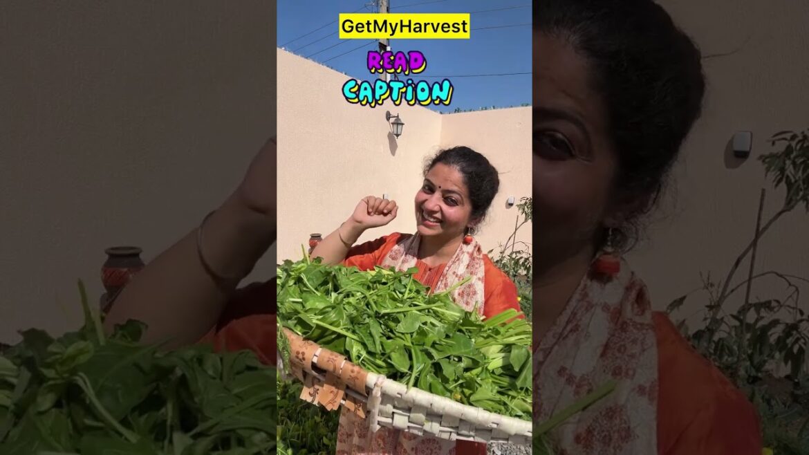 12 Winter Vegetables to Grow in September | सितंबर में शुरू करें 12 सब्जियां #shorts