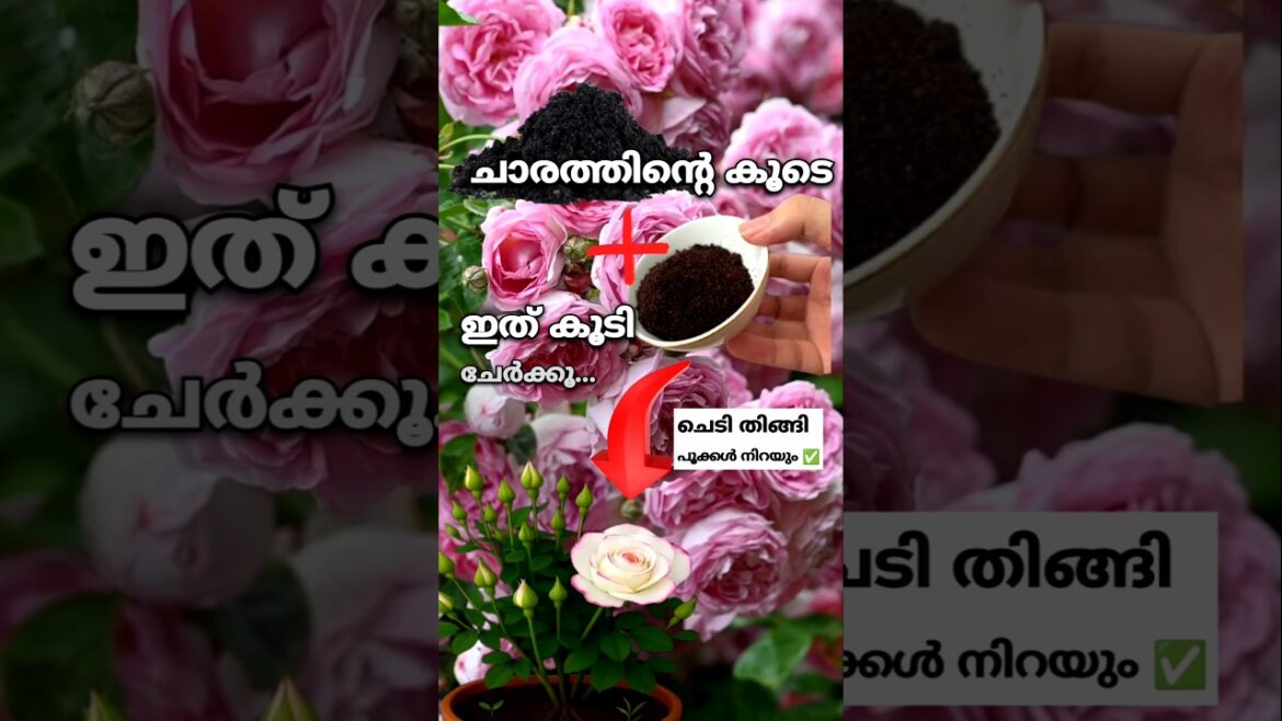 ചെലവ് പൂജ്യം വിളവ് നൂറ് | ചെടി തിങ്ങി പൂക്കൾ ✅ #krishi #flowers #plants #garden #tips