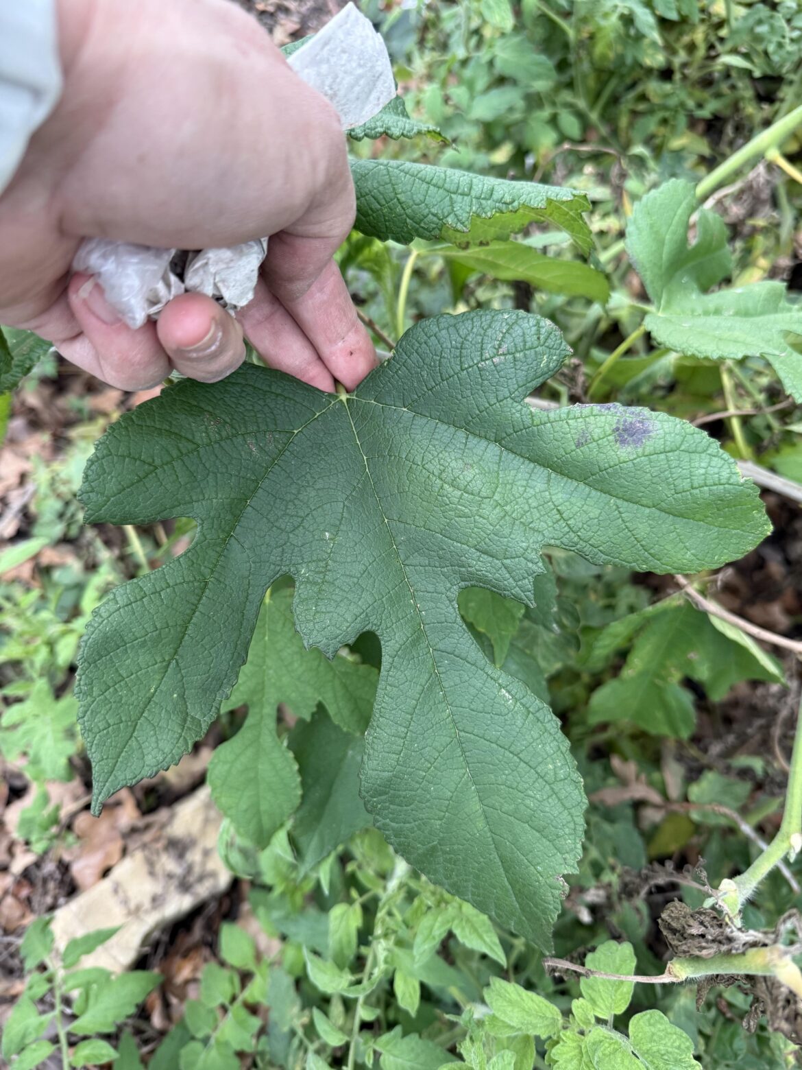 Unknown volunteer in overgrown garden - ID??