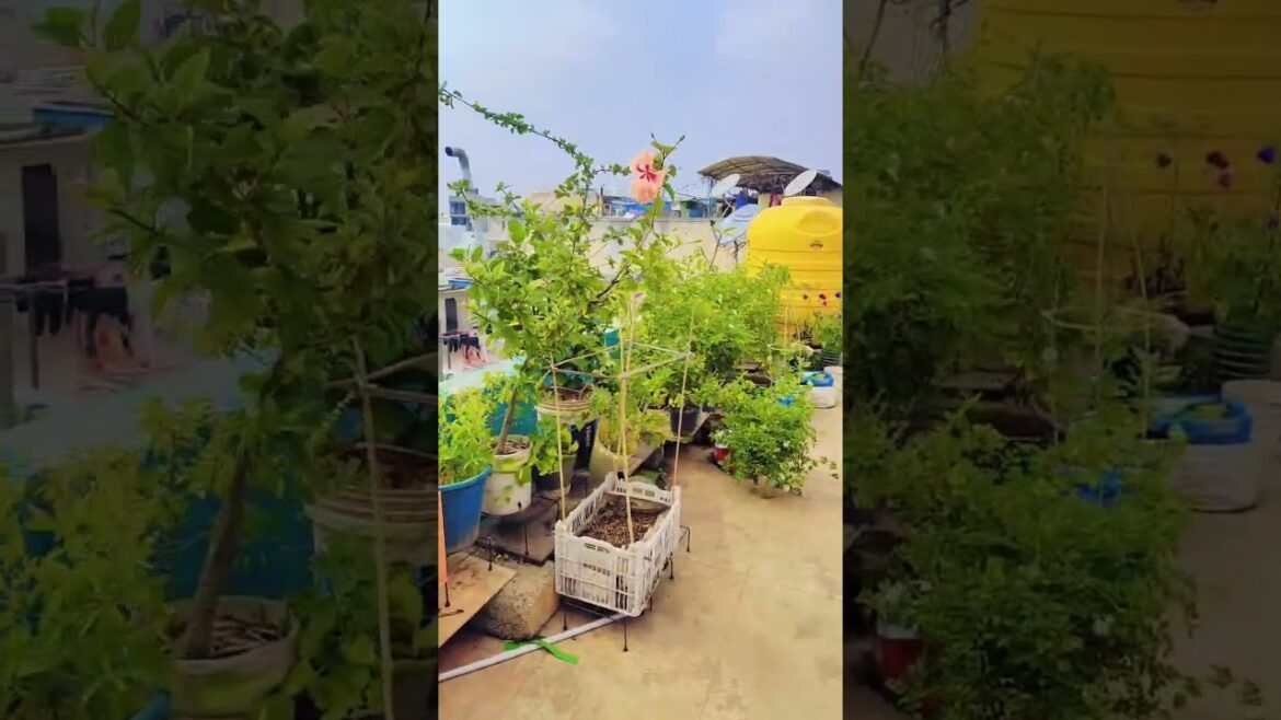 #gamtng #lifeisbutadream #love #funny #hiphop #ihavethisthingwithplants #৫স্টার