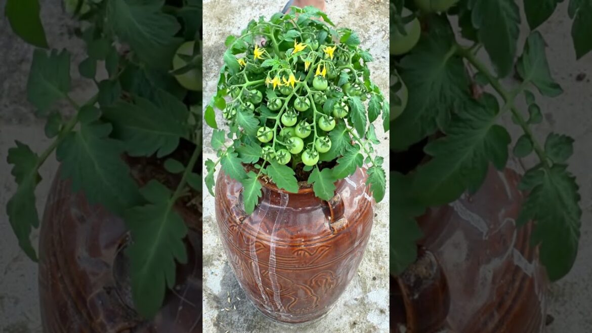 Tomato Growth Time lapse 🍅⏳#shorts #tomatoes #timelapse