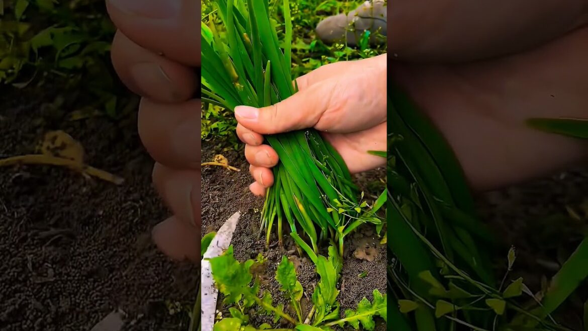 Fresh Chives: Grow Your Own for Endless Flavor (Easy Care & Delicious Recipes!)