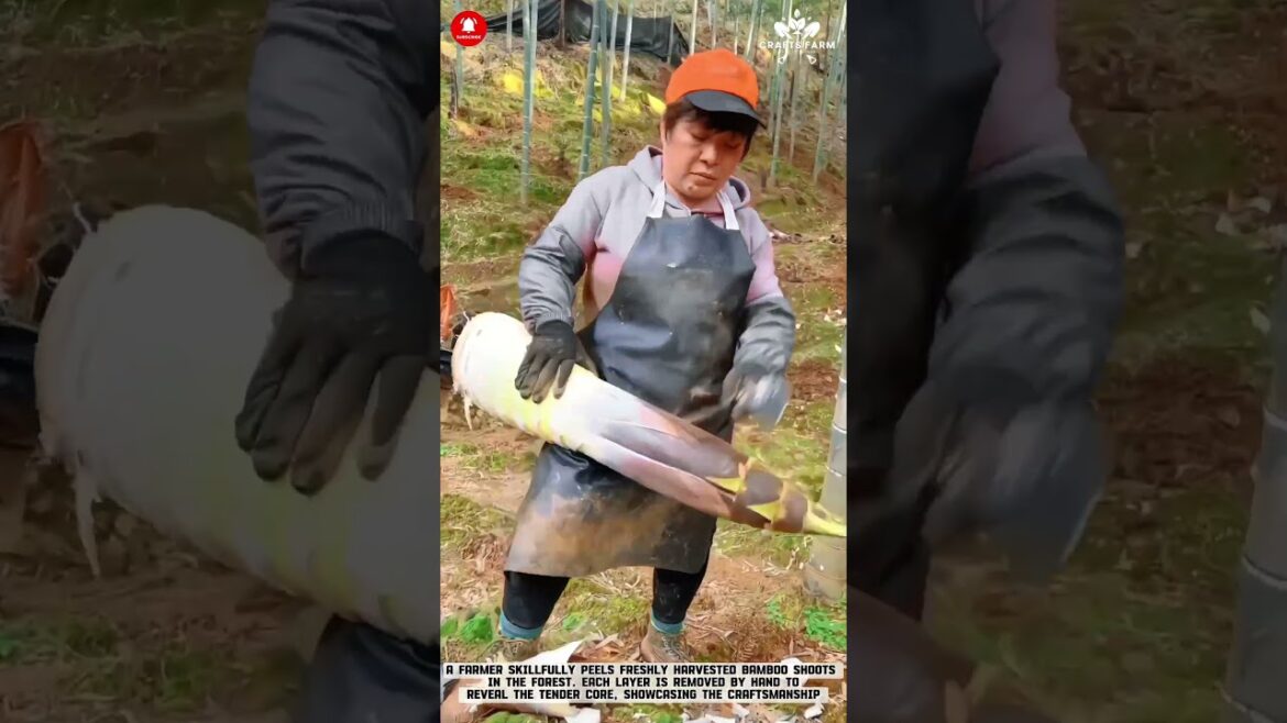 Peeling Bamboo Shoots Manually in the Forest #smartfarming #gardeningtips Peeling Bamboo Shoots Manually in the Forest #smartfarming #gardeningtips
