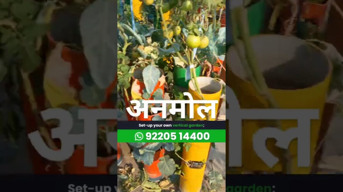 गोभी harvesting cauliflower - Vertical Vegetable Gardening, Harvesting of veggies 4